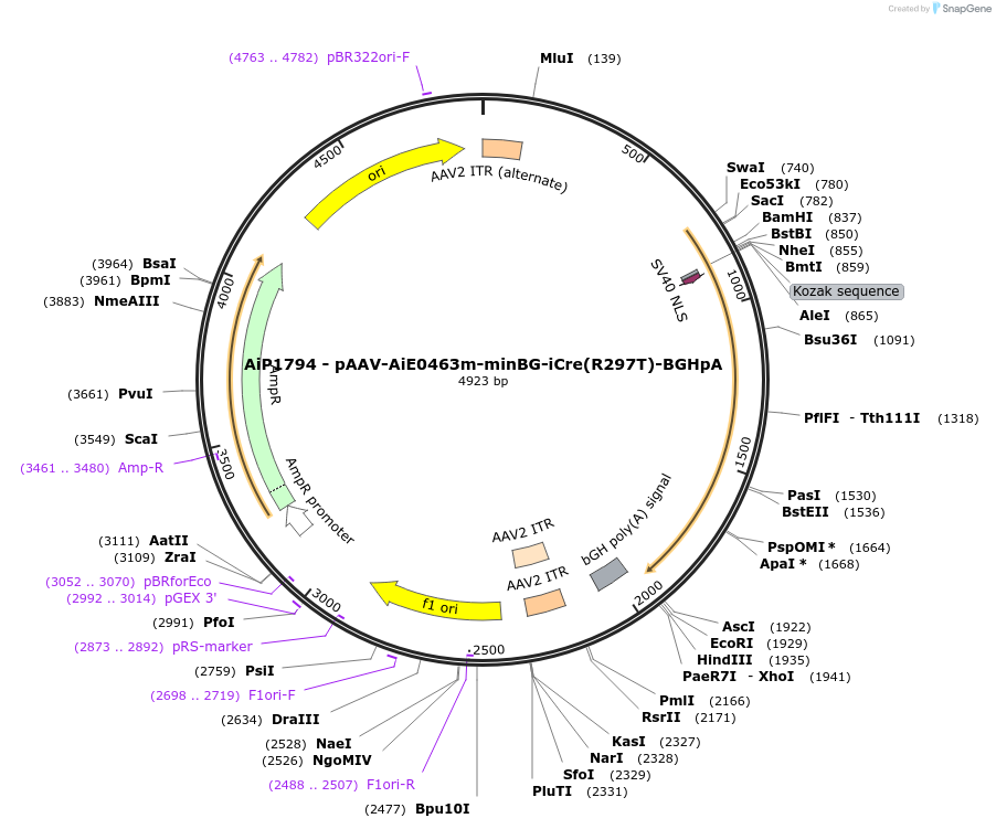 220716-plasmid-map-sequence-id-465236
