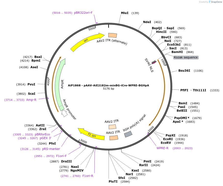 220718-plasmid-map-sequence-id-465239