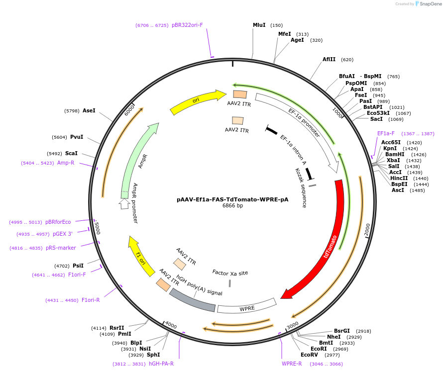 37092-plasmid-map-sequence-id-46524