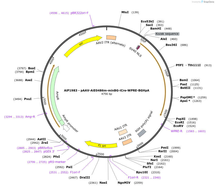 220721-plasmid-map-sequence-id-465240