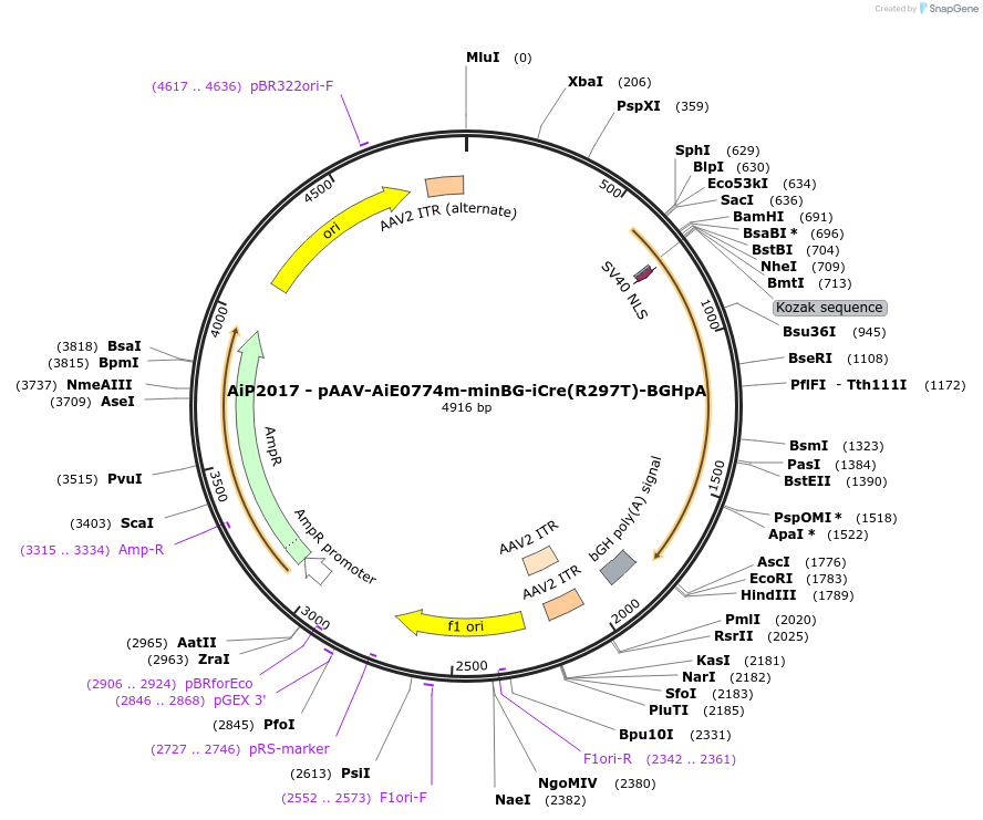 220723-plasmid-map-sequence-id-465242