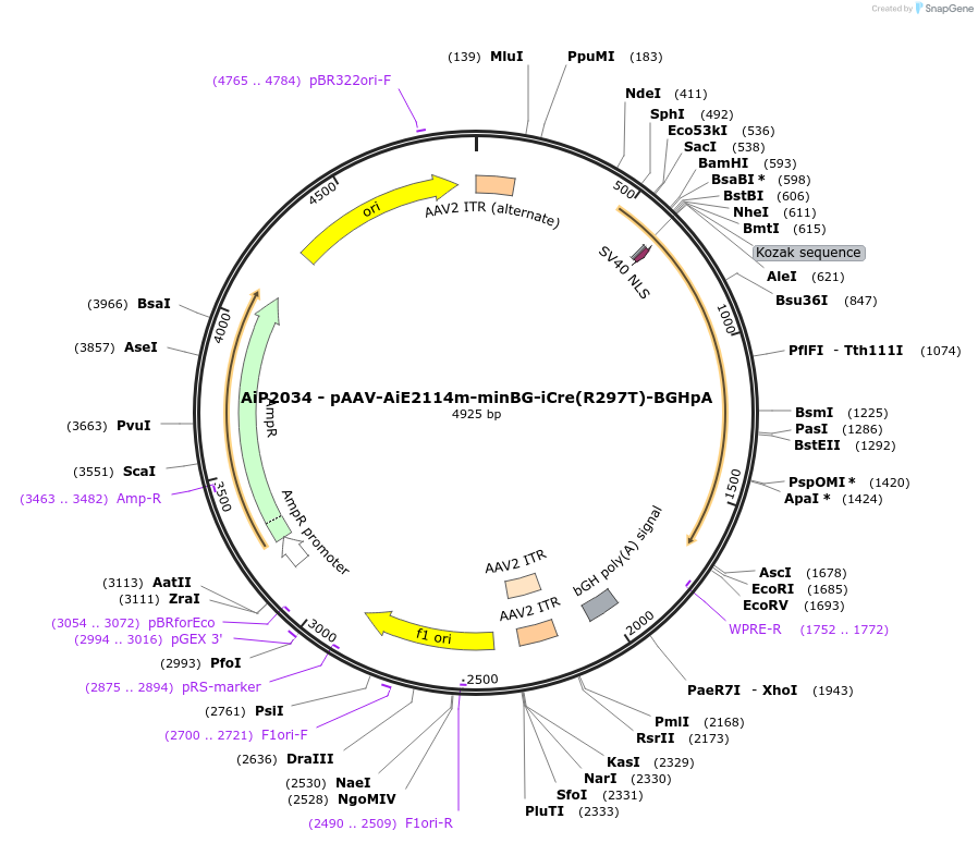 220724-plasmid-map-sequence-id-465243