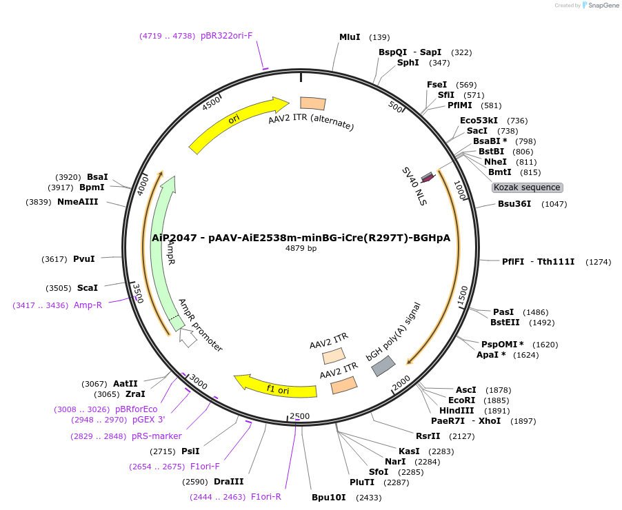 220726-plasmid-map-sequence-id-465245