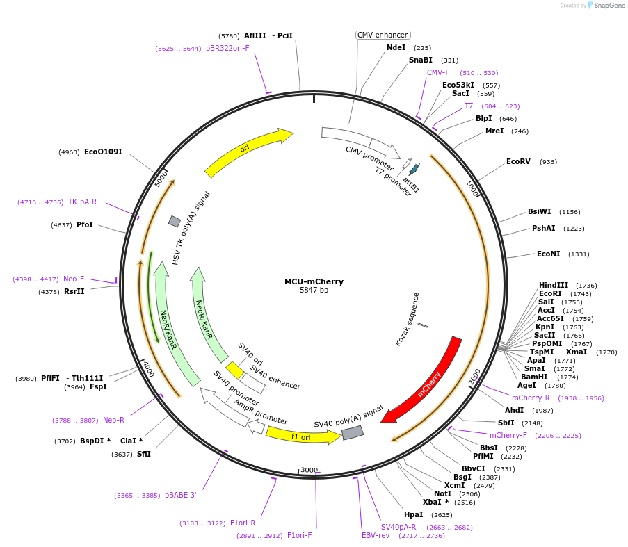 232790-plasmid-map-sequence-id-465248
