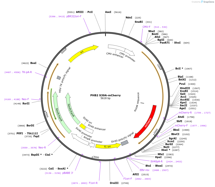 232786-plasmid-map-sequence-id-465250