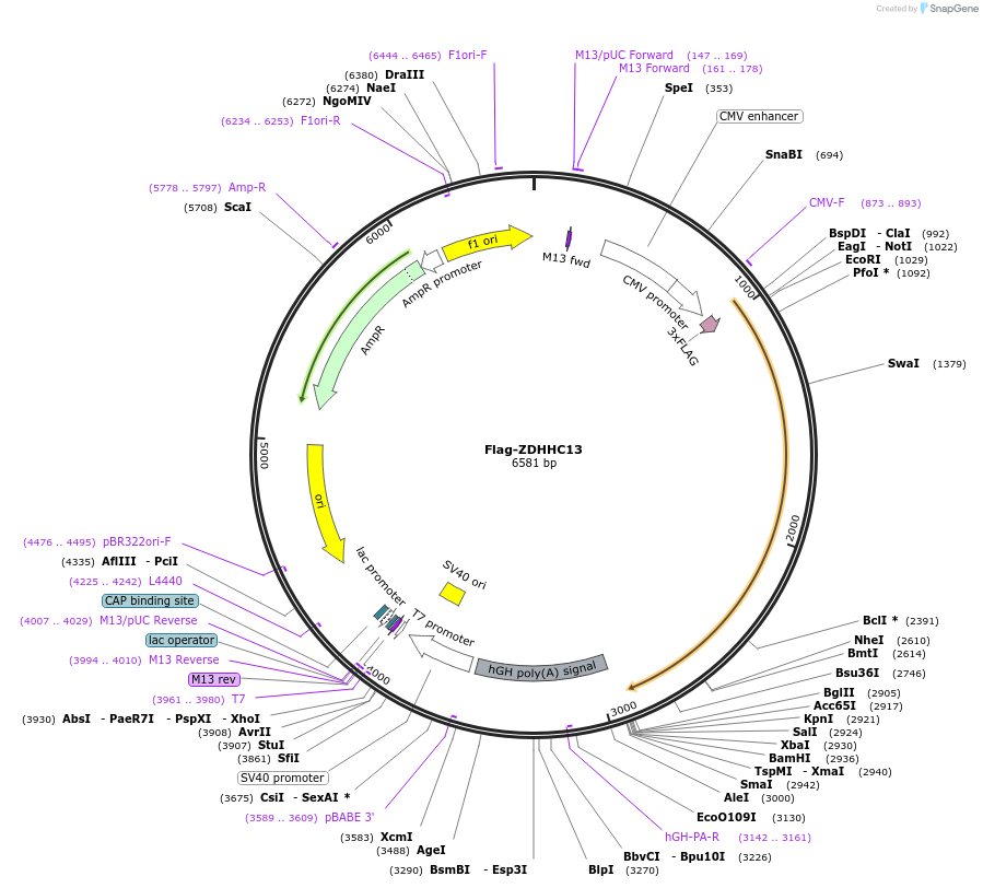 231661-plasmid-map-sequence-id-465262