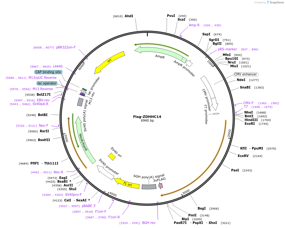 231662-plasmid-map-sequence-id-465263