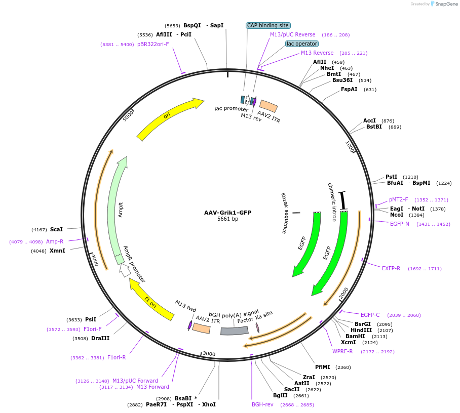 233645-plasmid-map-sequence-id-465276