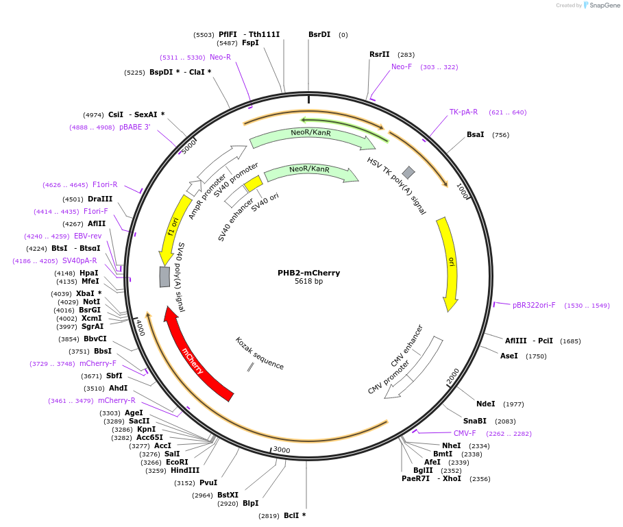 232785-plasmid-map-sequence-id-465304