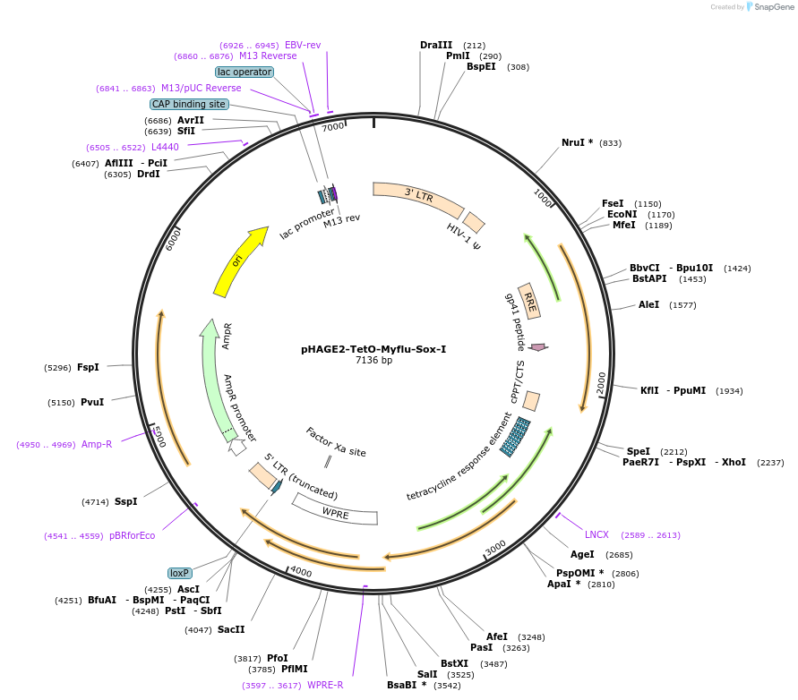 231517-plasmid-map-sequence-id-465404