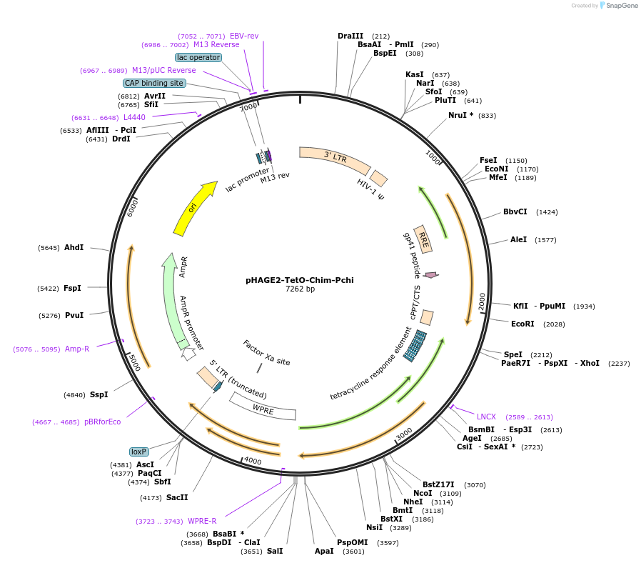 231514-plasmid-map-sequence-id-465406