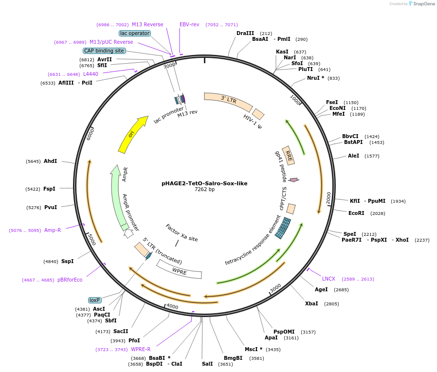 231531-plasmid-map-sequence-id-465416