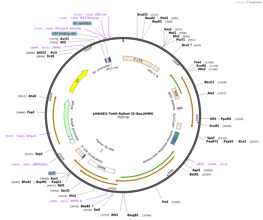 231534-plasmid-map-sequence-id-465417
