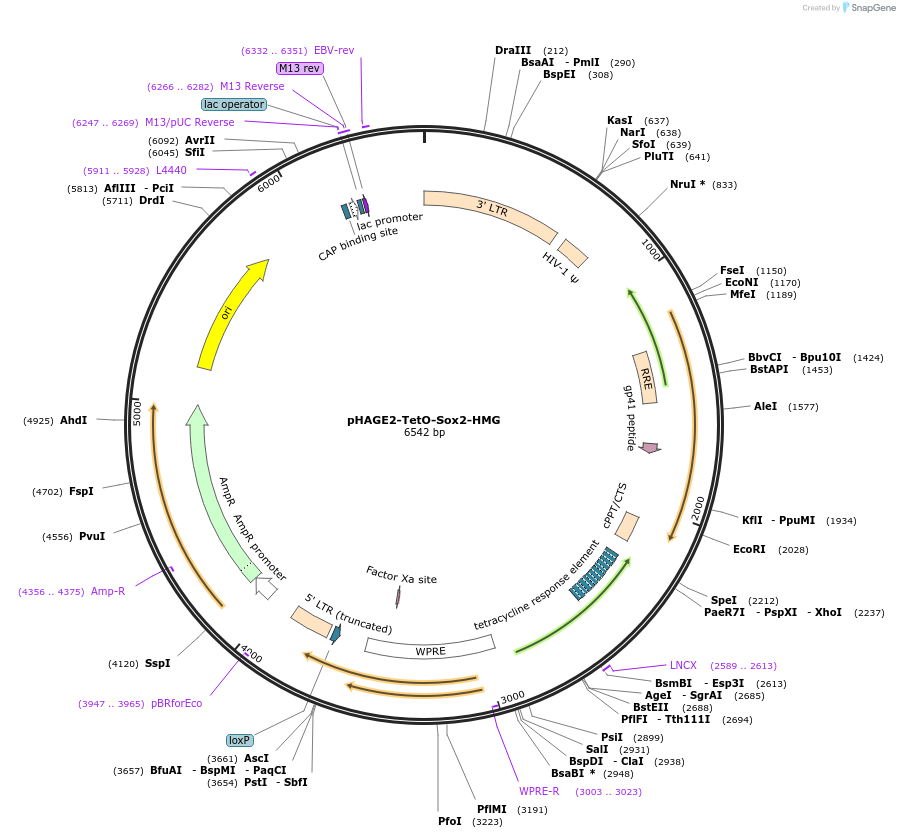 231532-plasmid-map-sequence-id-465418