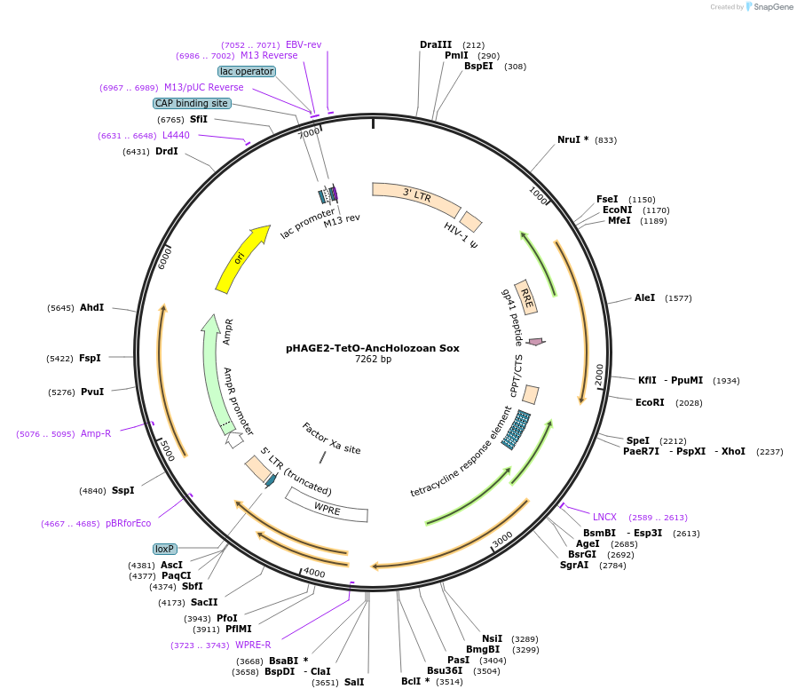 231528-plasmid-map-sequence-id-465422