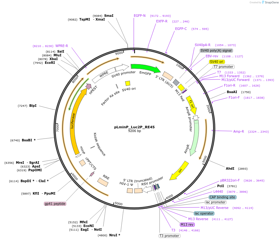90383-plasmid-map-sequence-id-465426