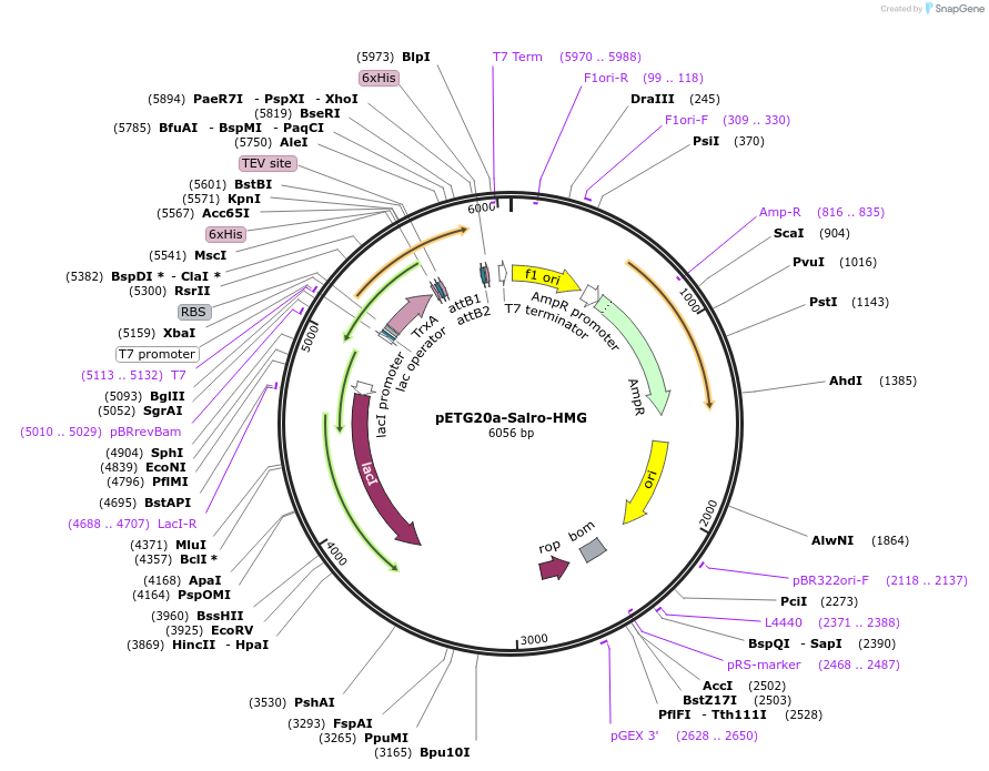 231543-plasmid-map-sequence-id-465431