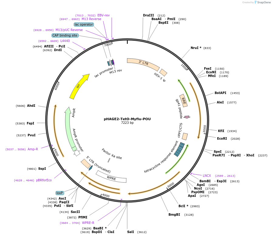 231523-plasmid-map-sequence-id-465442