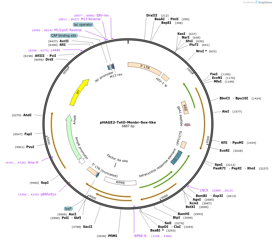 231530-plasmid-map-sequence-id-465445
