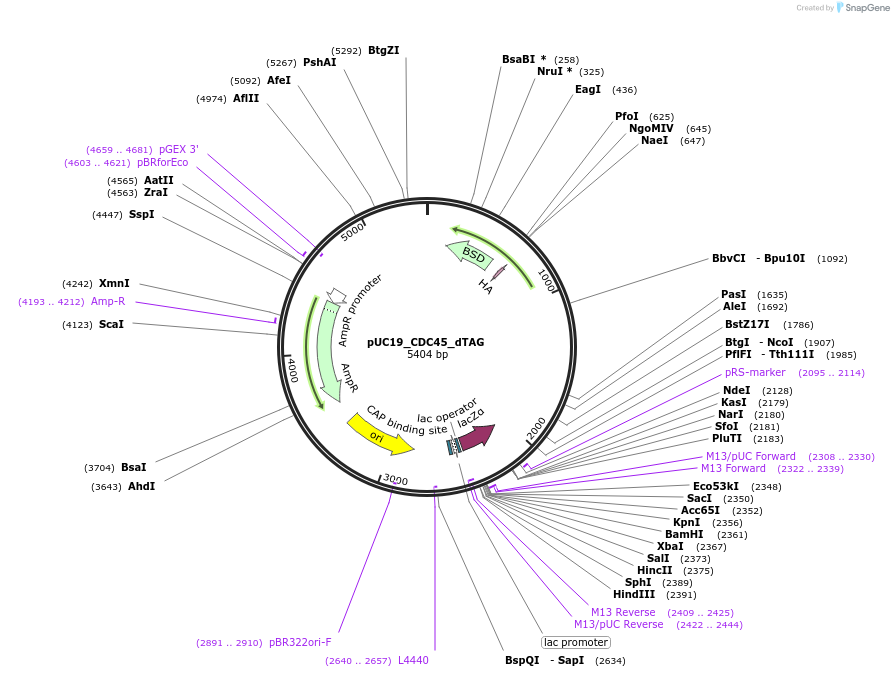 232733-plasmid-map-sequence-id-465446