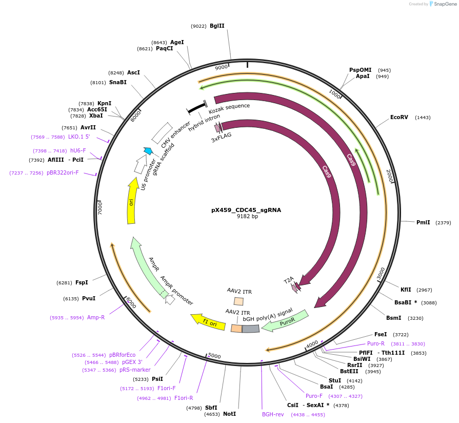 232732-plasmid-map-sequence-id-465449