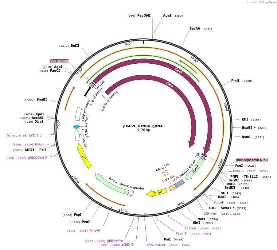 232734-plasmid-map-sequence-id-465450