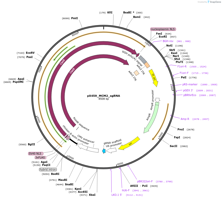 232730-plasmid-map-sequence-id-465451