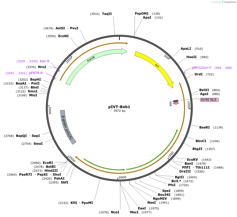 232746-plasmid-map-sequence-id-465503