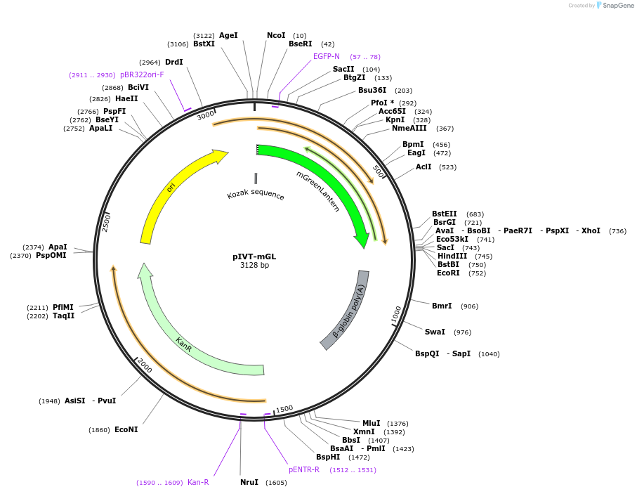 232768-plasmid-map-sequence-id-465509