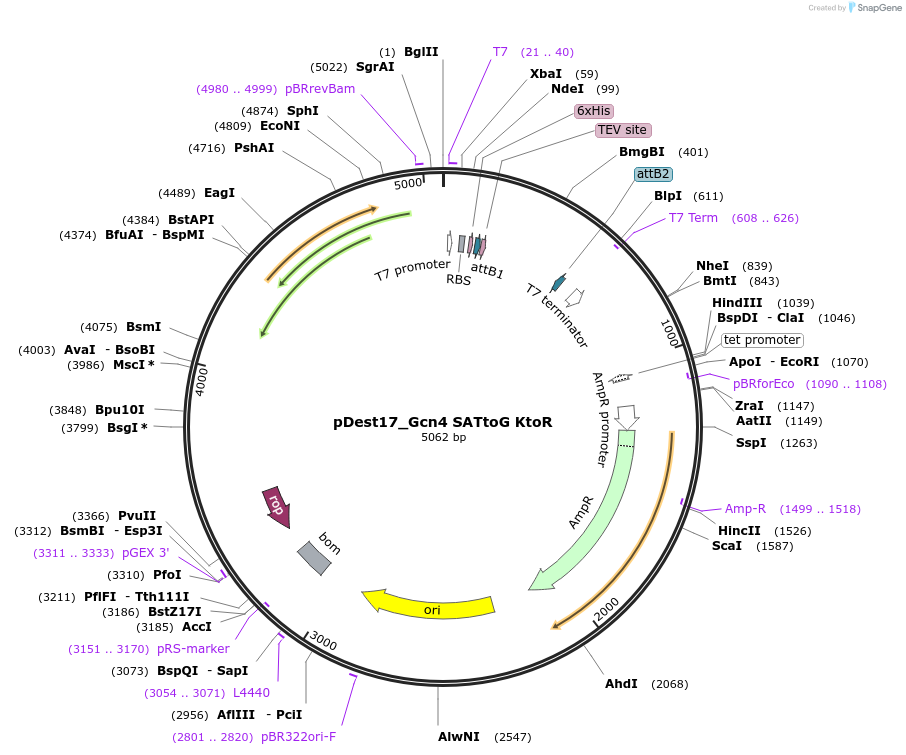 231861-plasmid-map-sequence-id-465525