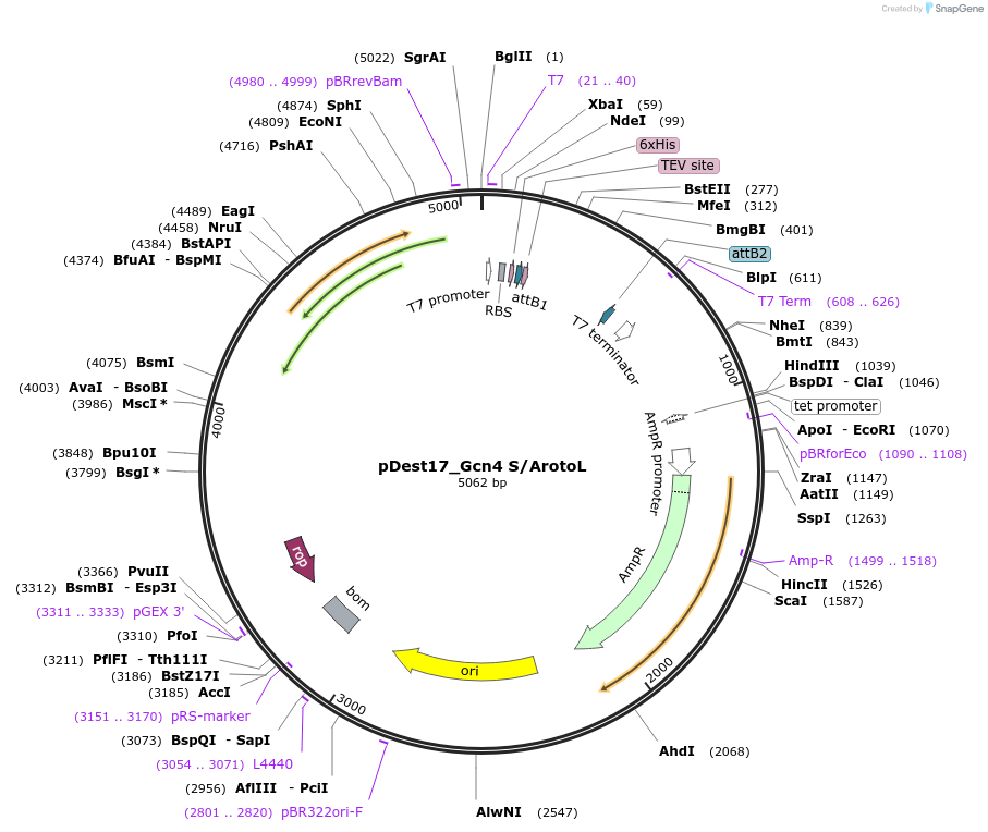231880-plasmid-map-sequence-id-465539