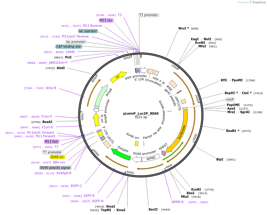 90405-plasmid-map-sequence-id-465584