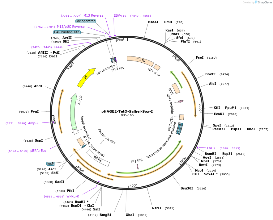 231515-plasmid-map-sequence-id-465592