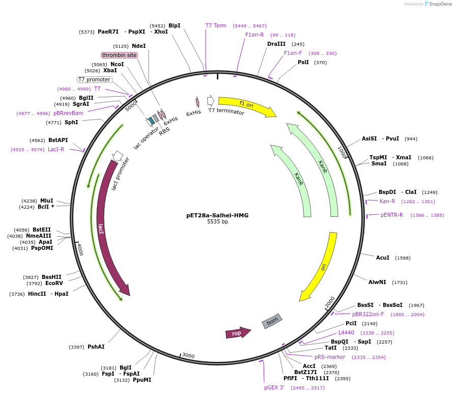 231539-plasmid-map-sequence-id-465597