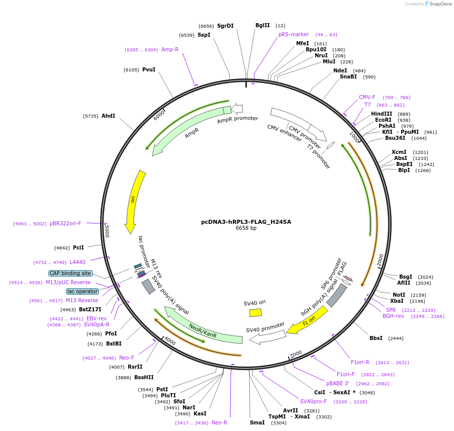 233617-plasmid-map-sequence-id-465600