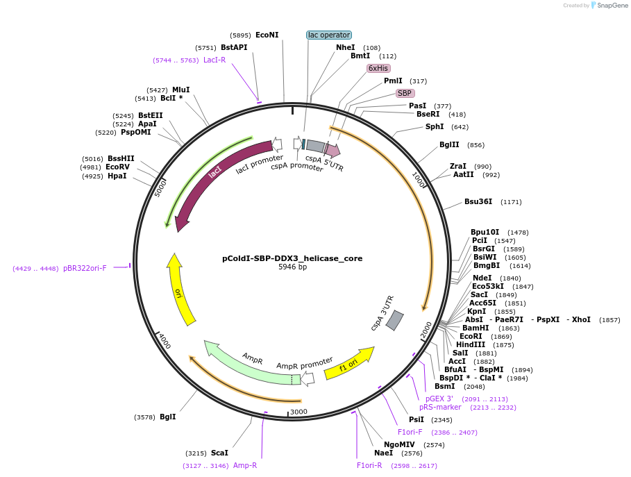 233622-plasmid-map-sequence-id-465604