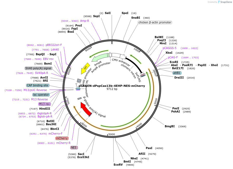 233610-plasmid-map-sequence-id-465605