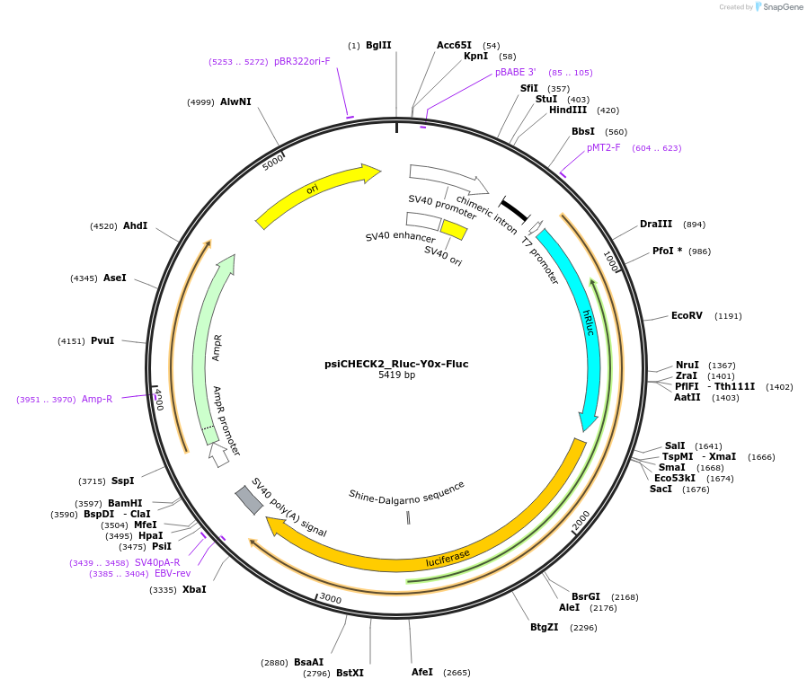 233614-plasmid-map-sequence-id-465633