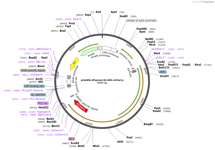233609-plasmid-map-sequence-id-465658