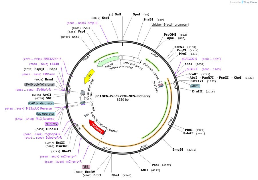 233608-plasmid-map-sequence-id-465660