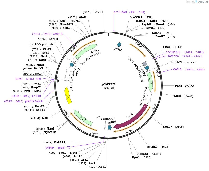 204311-plasmid-map-sequence-id-465682
