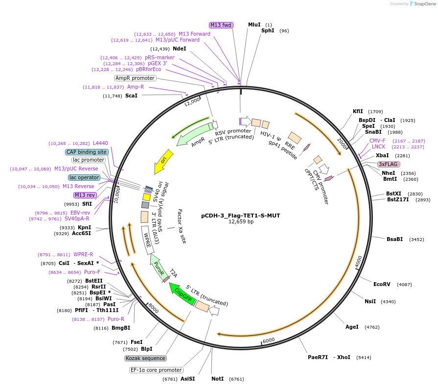 232943-plasmid-map-sequence-id-465690