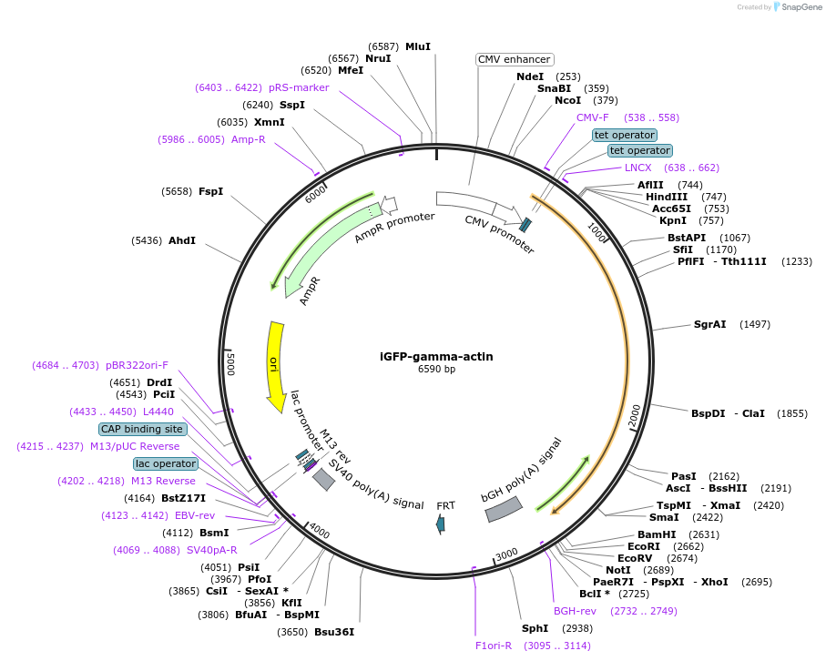 231554-plasmid-map-sequence-id-465705