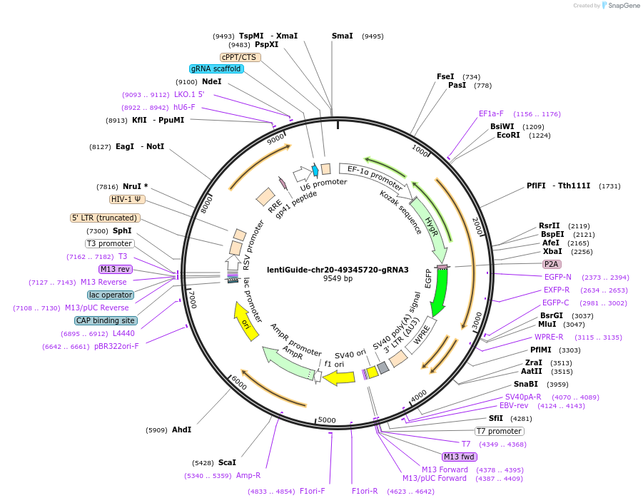 232625-plasmid-map-sequence-id-465708