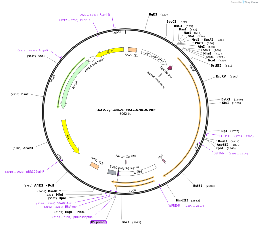 234437-plasmid-map-sequence-id-465724