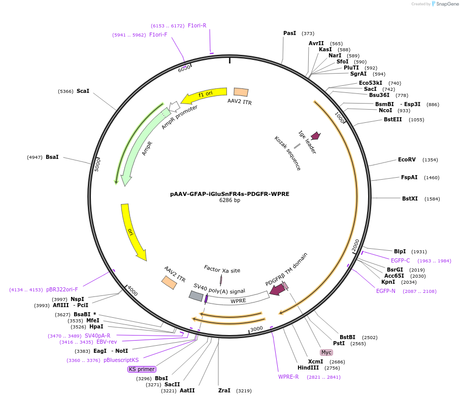 234445-plasmid-map-sequence-id-465739