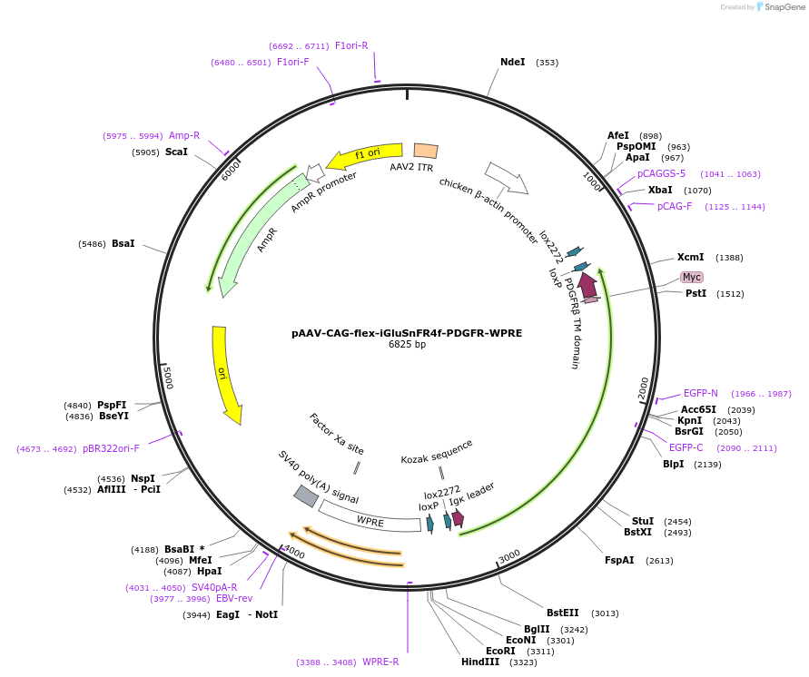 234448-plasmid-map-sequence-id-465743