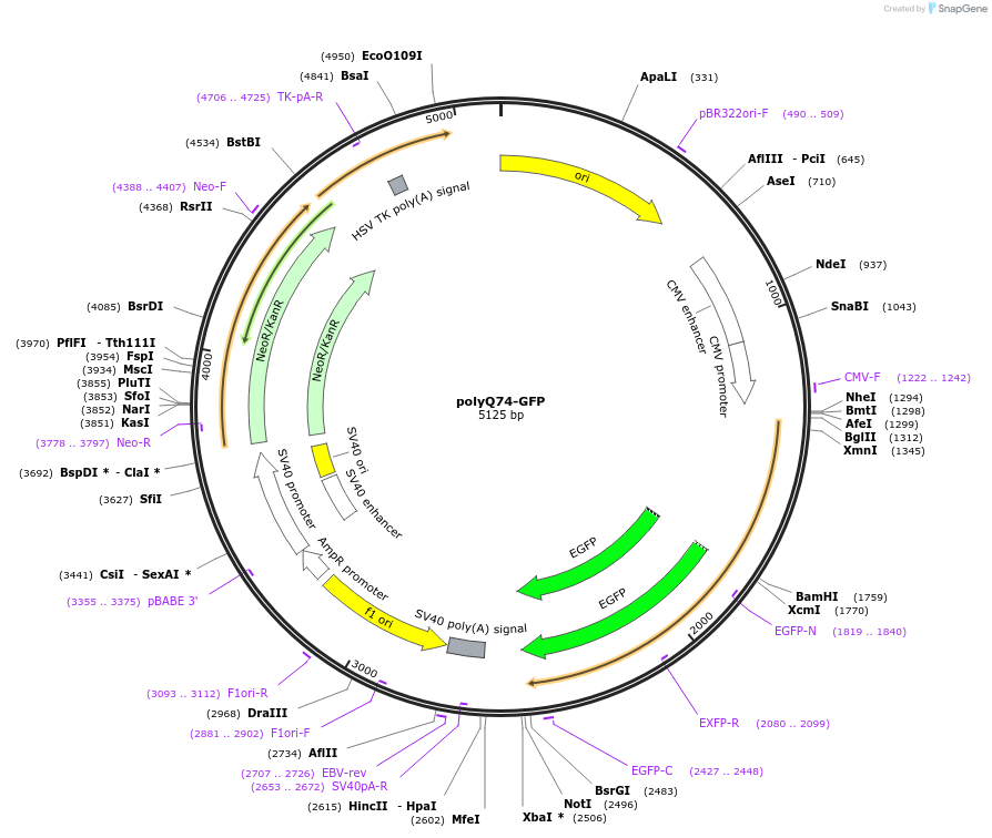 231893-plasmid-map-sequence-id-465750