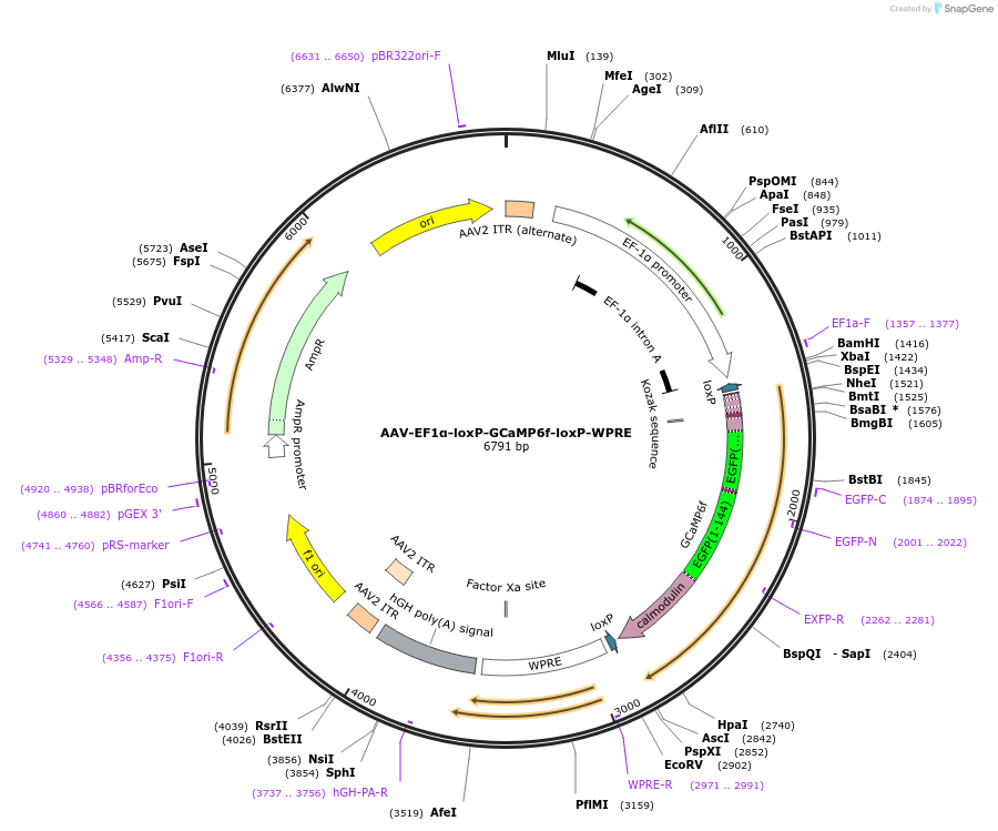 233288-plasmid-map-sequence-id-465758