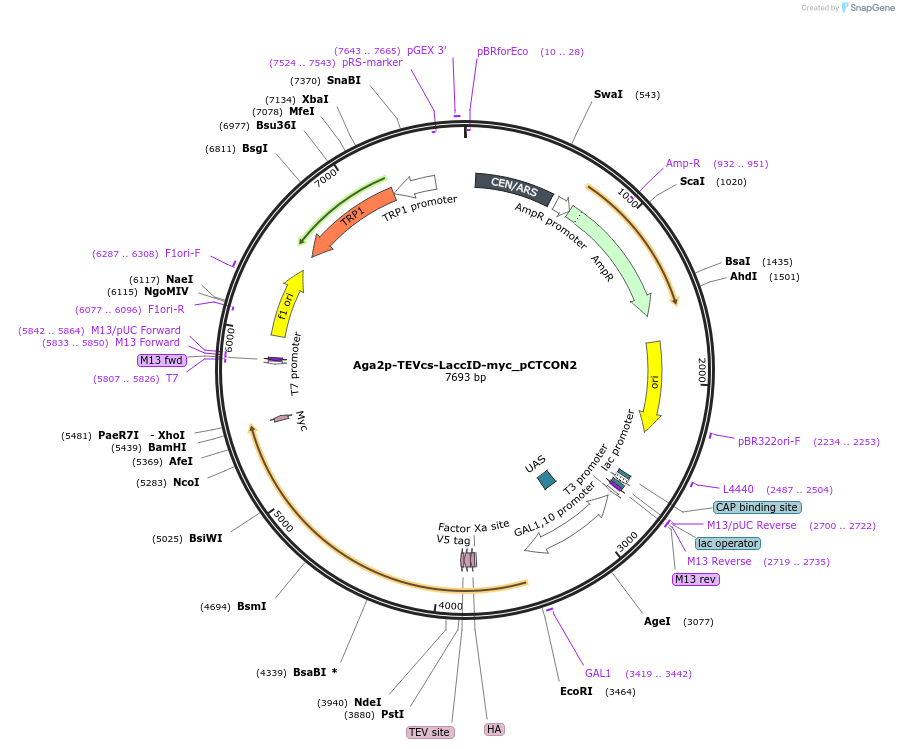 234049-plasmid-map-sequence-id-465771